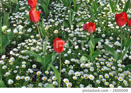 植物·鬱金香（百合）和北極（菊科） 2600099