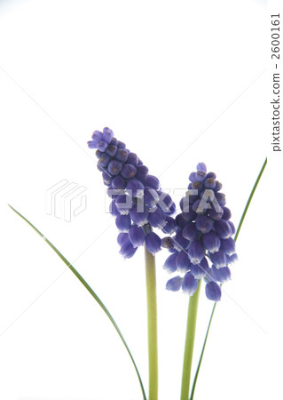muscari, vernal flowers, white background 2600161