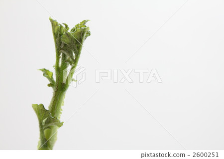 Buds of potatoes Buds of potatoes 2600251