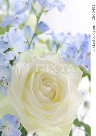 Roses and Delphinium 2600491