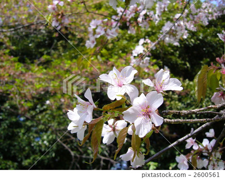 櫻花 2600561