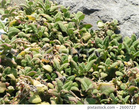 Kuramigawa Beach成為海岸Tsuna的食物 Kuramigawa Beach成為海岸Tsuna的食物 2600727