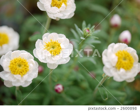 Hanakanzashi 2600898