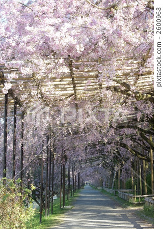 櫻花半樹路 櫻花半樹路 2600968