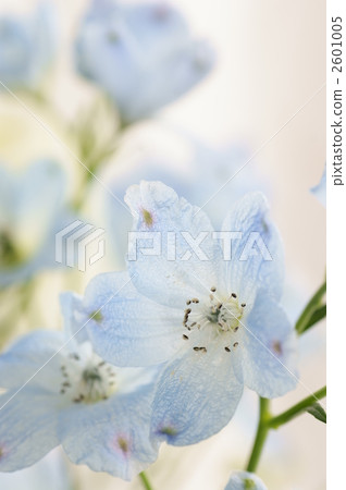 Delphinium Delphinium 2601005