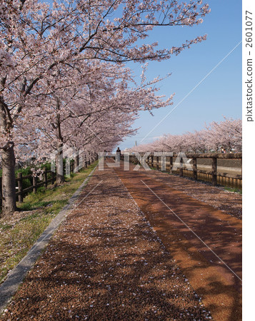 和平鎮·櫻花盛開(垂直) 和平鎮·櫻花盛開(垂直) 2601077