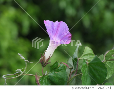 Flowers blooming in Okinawa Flowers blooming in Okinawa 2601261