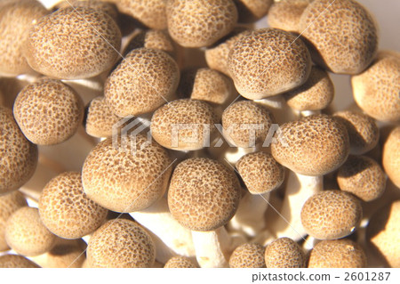 Nyokinoki growing up 2 2601287