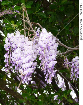  紫藤花 2601393