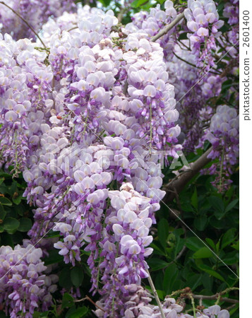  紫藤花 2601400