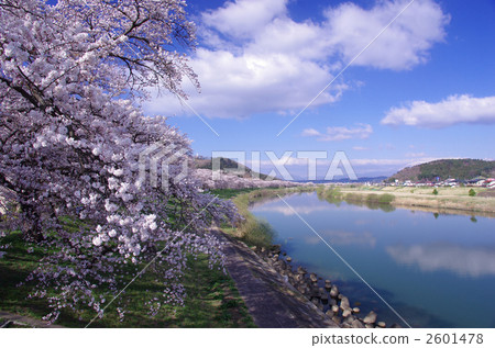 Shiraishi River Tsutsumi First Senbonzakura Shibata 2601478