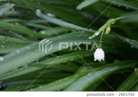 鈴蘭雨 鈴蘭雨 2601592