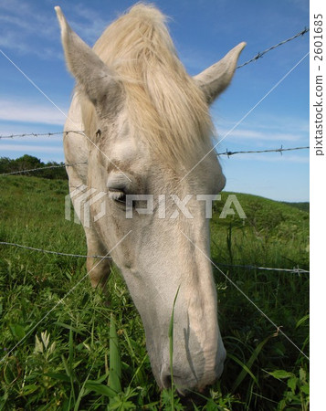 白馬三世 2601685