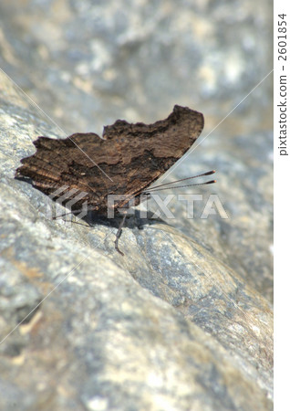 藍色海軍上將蝴蝶 蝴蝶 蛺蝶 2601854