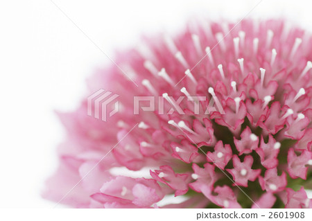 Scaviosa salmon pink floral ups 1 Scaviosa salmon pink floral ups 1 2601908