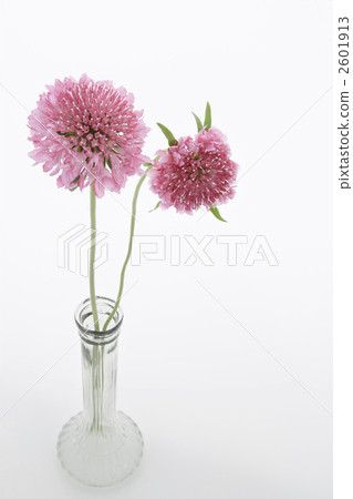 Scaviosa · salmon pink arrangement 1 2601913