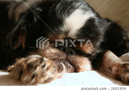 English Toy Spaniel, dog, dogs 2601954
