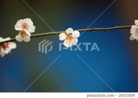 梅花照片藍色 梅花照片藍色 2602009