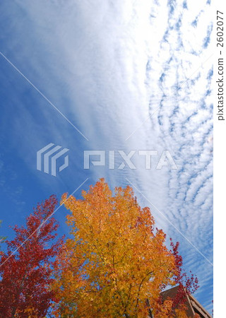autumn sky  2602077