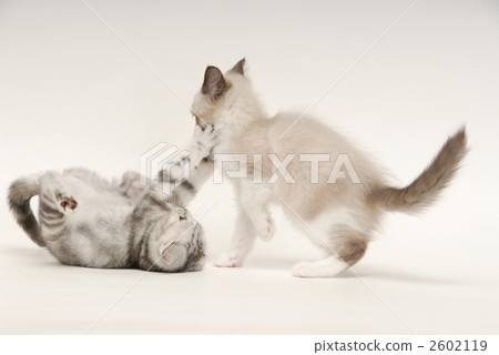 小貓 白色背景 白底 2602119