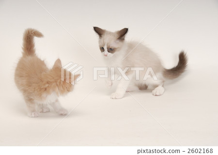 kitten, cutting, isolated 2602168