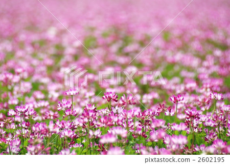 蓮花 荷花 蓮 2602195