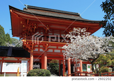 Kamigamo Shrine Haruna 2602202
