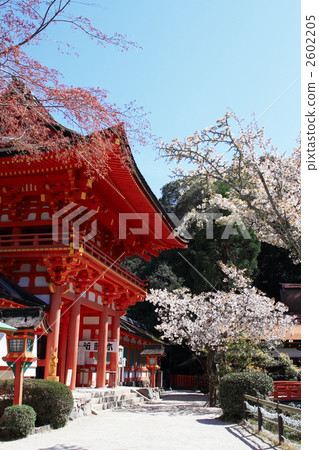 Kamigamo Shrine Haruna Kamigamo Shrine Haruna 2602205