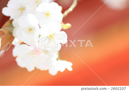Kamigamo Shrine Kamo Sakura 2602207