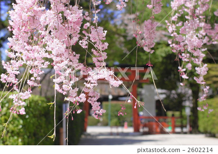 Kamigamo Shrine Haruna Kamigamo Shrine Haruna 2602214