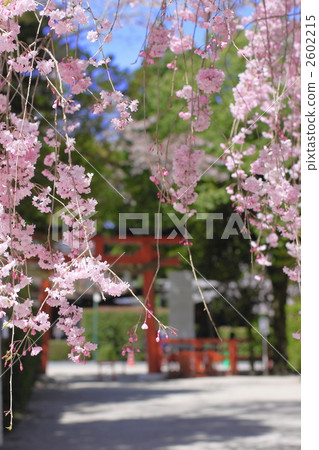 Kamigamo Shrine Haruna Kamigamo Shrine Haruna 2602215