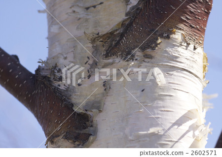 Tranquility 1 2602571