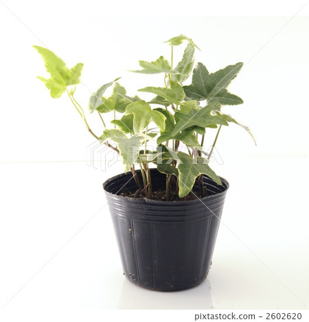 white background, leaf, root 2602620