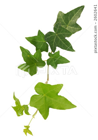 parts, ivy, leaf 2602641