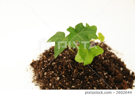 leaf, ivy, foliage plant 2602644