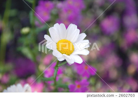 白色鮮花 白花 花朵 2602703