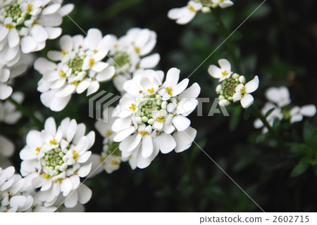 iberis, white flowers, White Flower 2602715