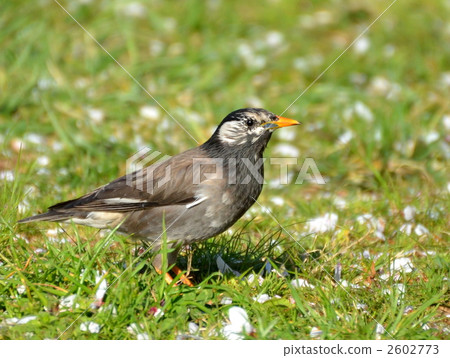 芥末之星 芥末之星 2602773