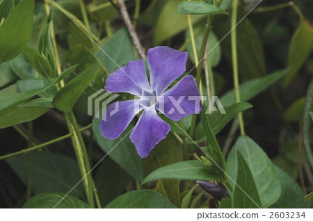 長春花 長春花 2603234