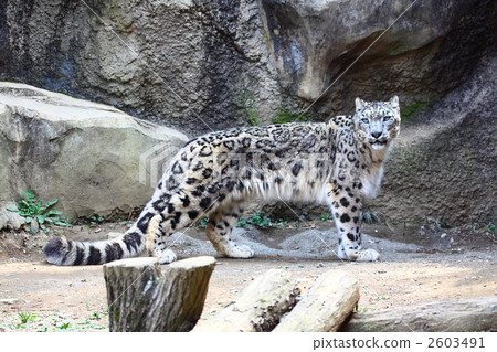 Snow leopard 2603491