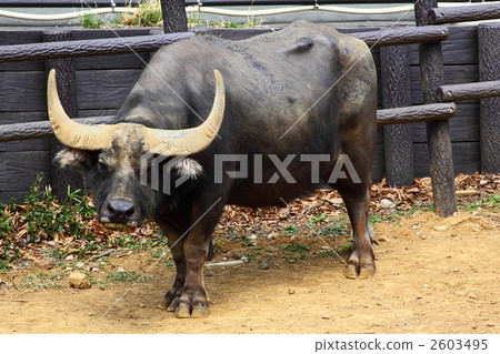 Asia buffalo Asia buffalo 2603495