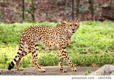 Cheetah Cheetah 2603496