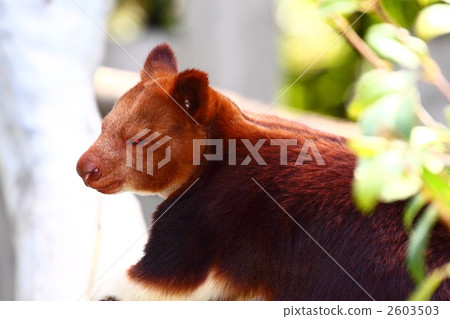 Sedge ki Novoli kangaroo Sedge ki Novoli kangaroo 2603503