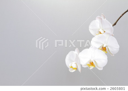 Phalaenopsis orchid  2603801