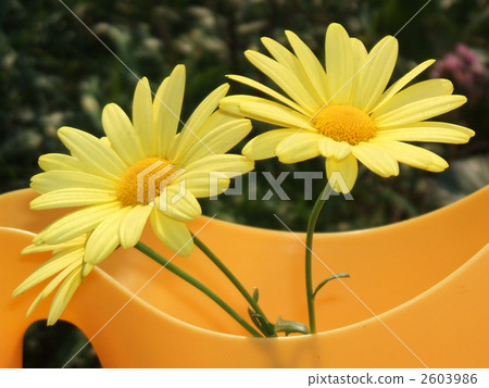 黃色美麗的花朵盛開在春天·瑪格麗特（又名Moksungik） 2603986