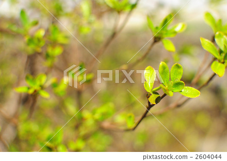 五月杜鵑花 植樹 園林植物 2604044