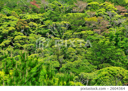 Okinawa Yanbaru's wilderness Okinawa Yanbaru's wilderness 2604364