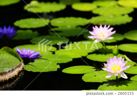 Water lily 2605155