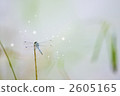 蜻蜓 翅膀休息 停止 2605165