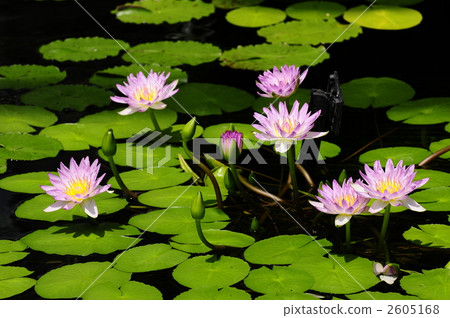 Water lily 2605168